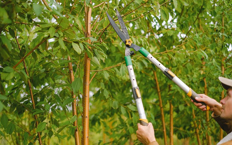 Tree trimming in Carthage, SD